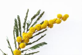 Acacia farnesiana