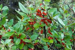 Shepherdia canadensis