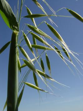 Avena sativa