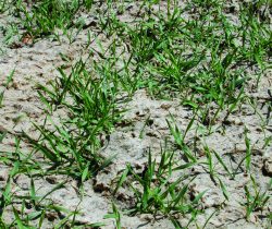 Sterile Cover Crops