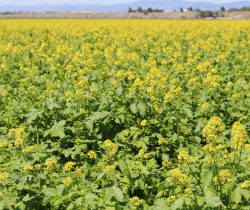 Cover Crops