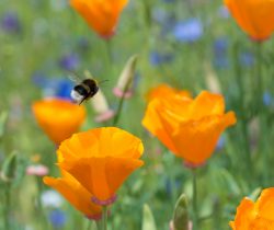 Regional Wildflower Mixes