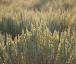 Shrubs and Trees