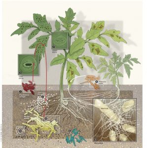 Mycorrhizal Inoculum 1