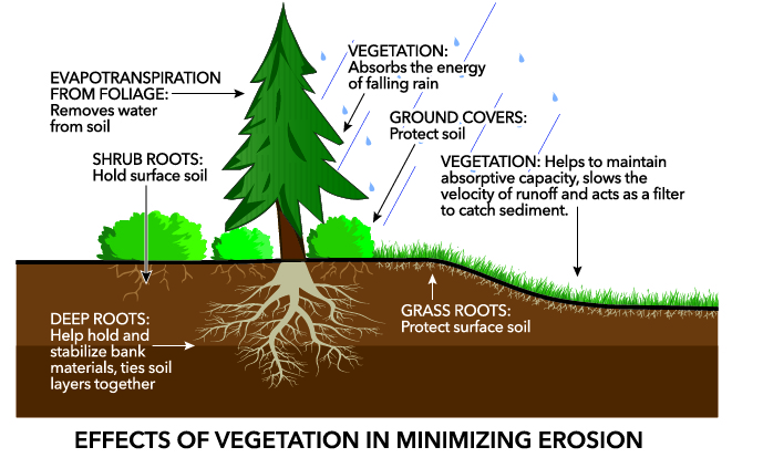 How Trees Stop Erosion 2